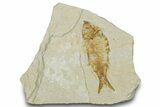 Detailed Fossil Fish (Knightia) - Wyoming #318471-1